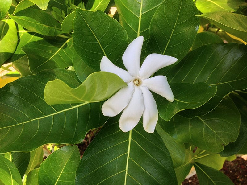 Hawaiian Peacock Jasmine