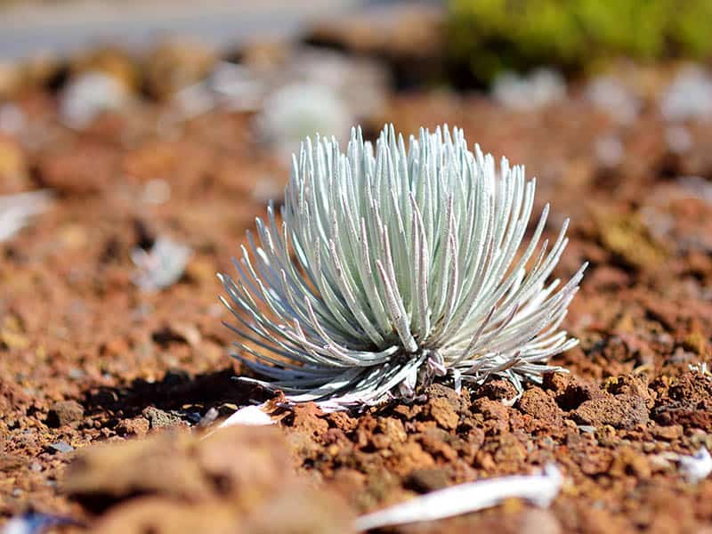 Hawaiian Silversword