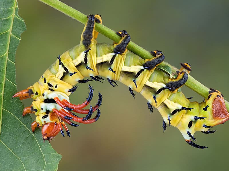 Hickory Horned Devil