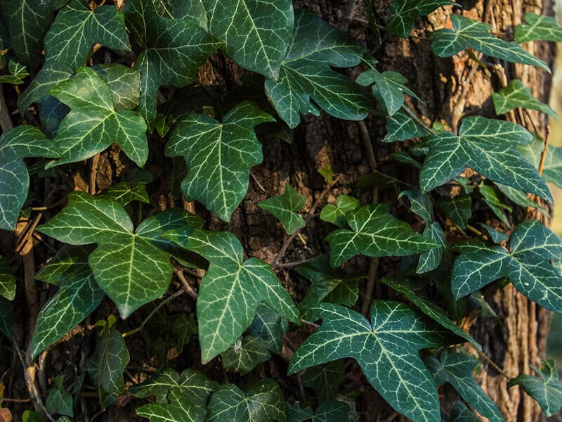 Himalayan Ivy