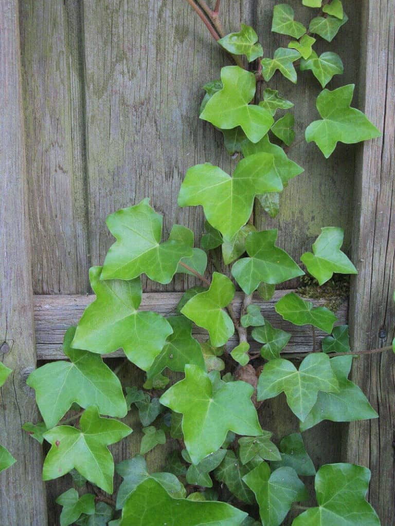 Iberian Ivy