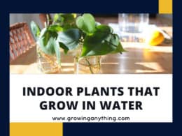 Indoor Plants That Grow In Water