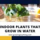 Indoor Plants That Grow In Water