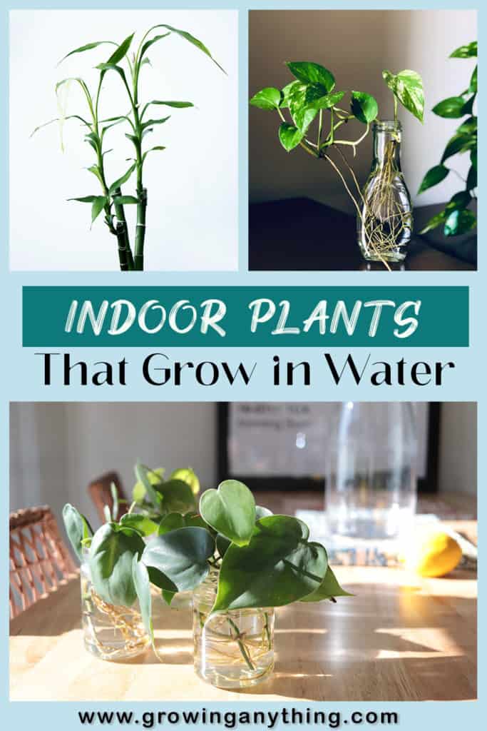 Indoor Plants That Grow in Water