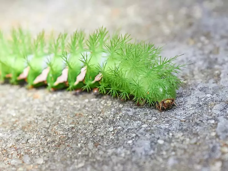 Io Moth Caterpillar