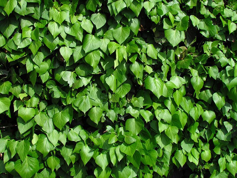 Irish Ivy