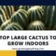 Large Indoor Cactus