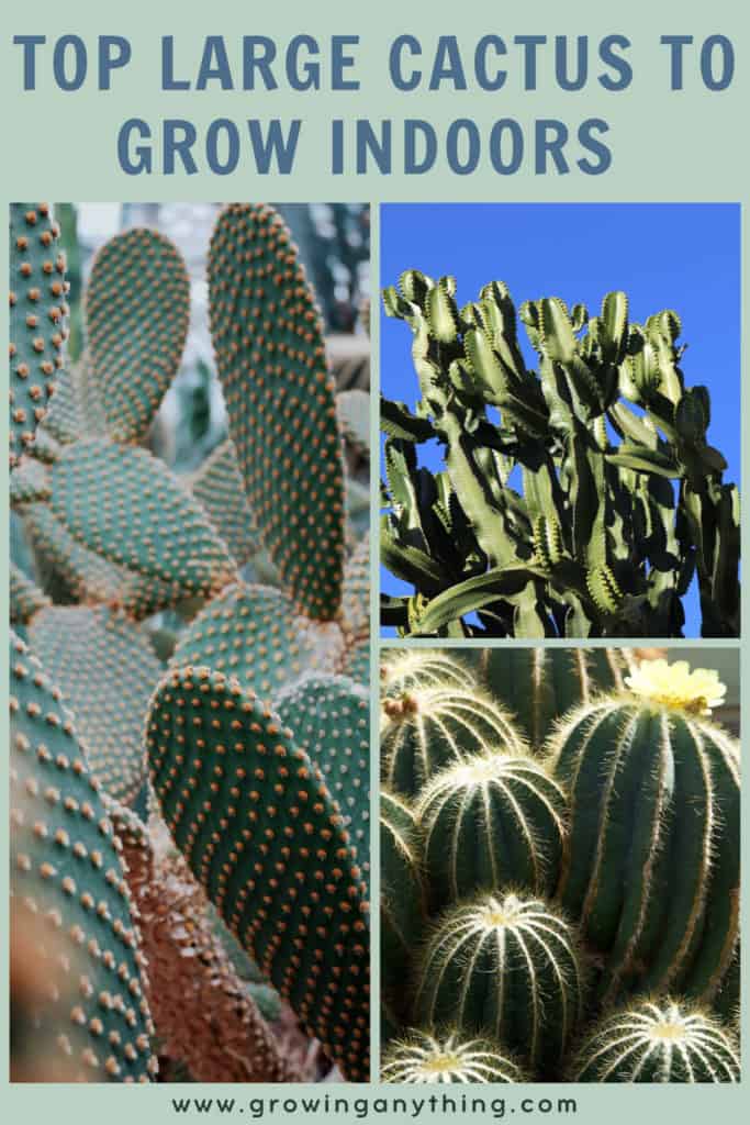 Large Indoor Cactus