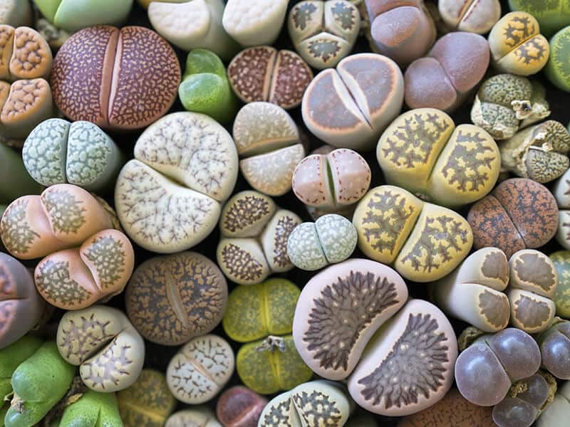 Lithops Otzenianahallii