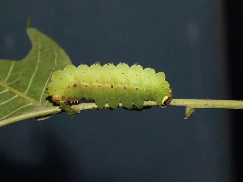 Luna Moth Caterpillar