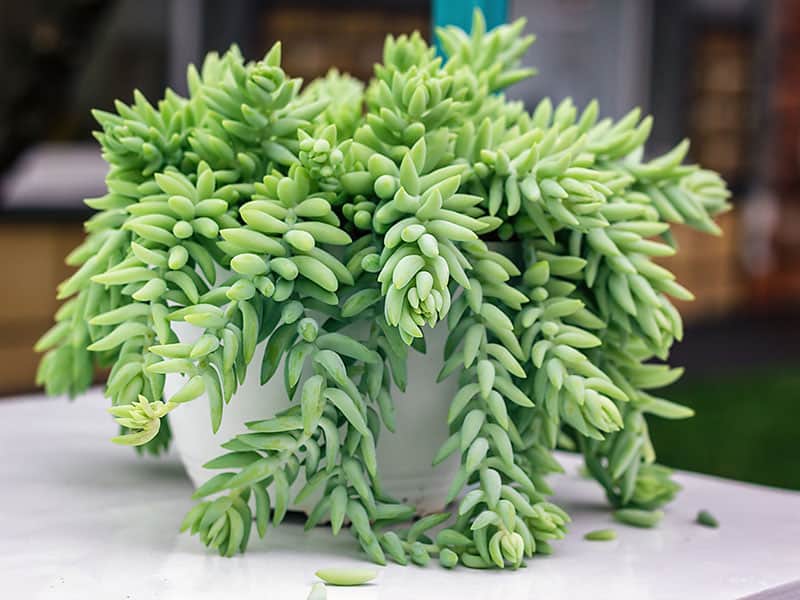 Morganianum Burros Tail