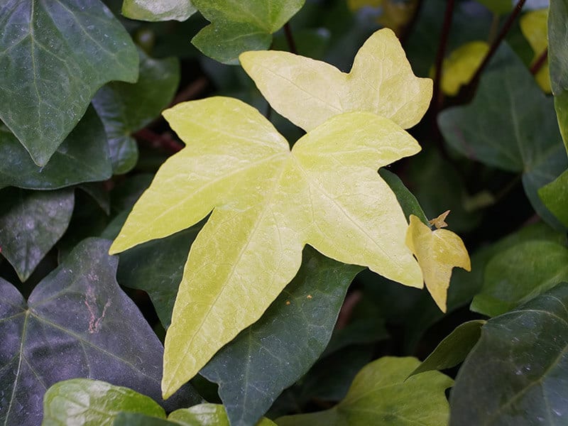 Moroccan ivy