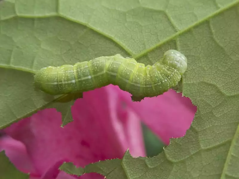 Moth Caterpillar