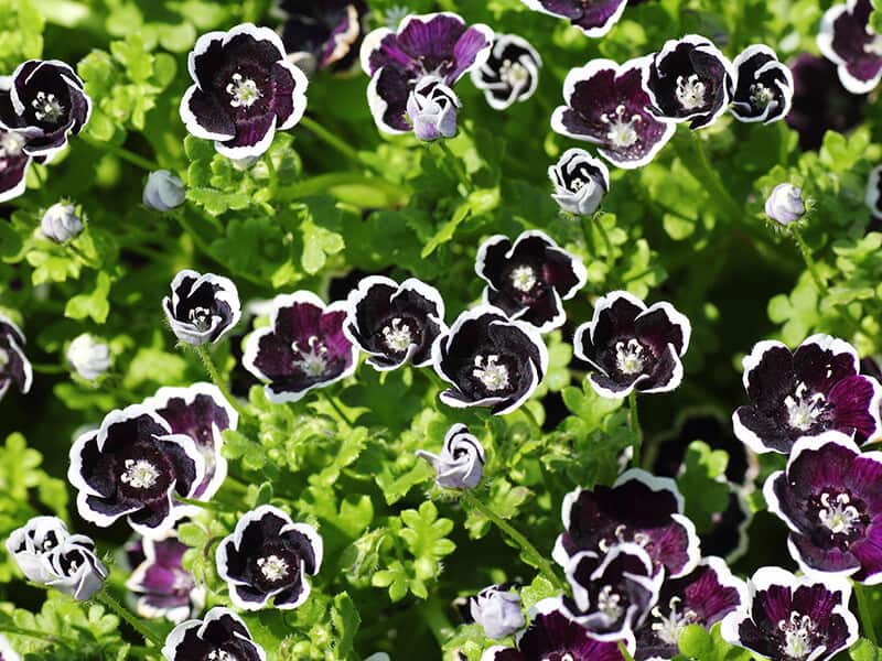 Nemophila Menziesii