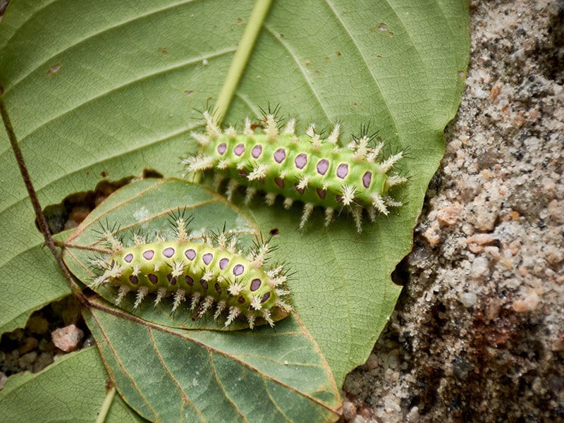 Oak Slug Caterpillar