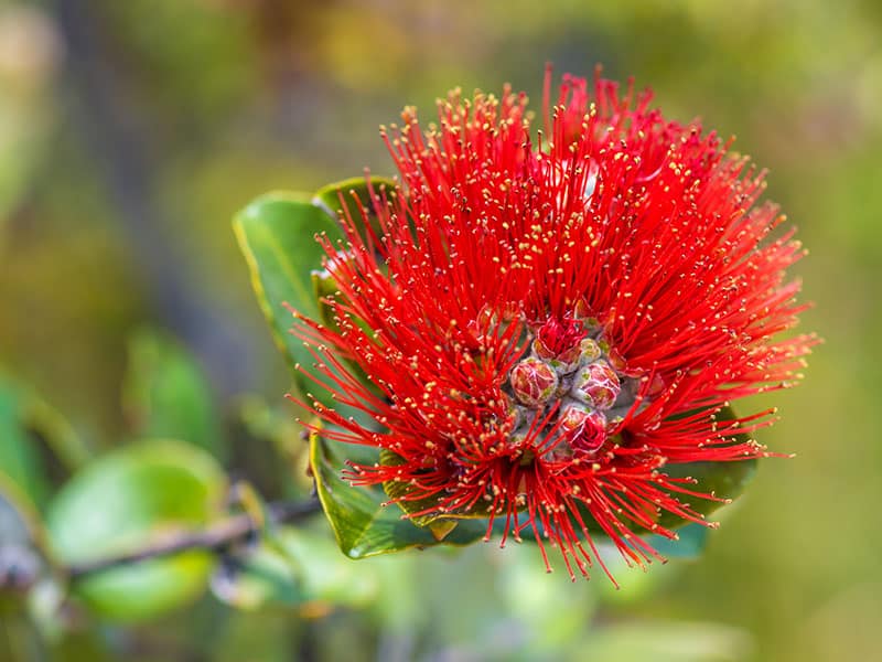 Ohia Lehua