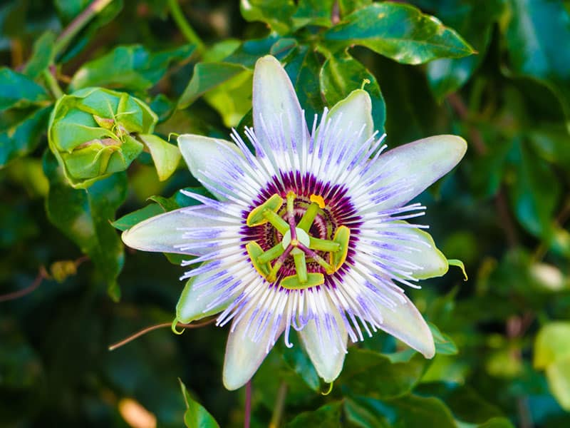 Passion Fruit Flower