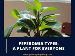 Peperomia Types