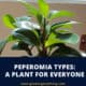 Peperomia Types