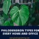 Philodendron Types