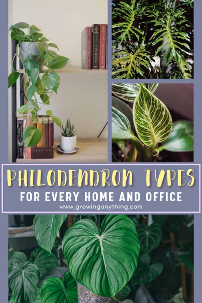 Philodendron Types