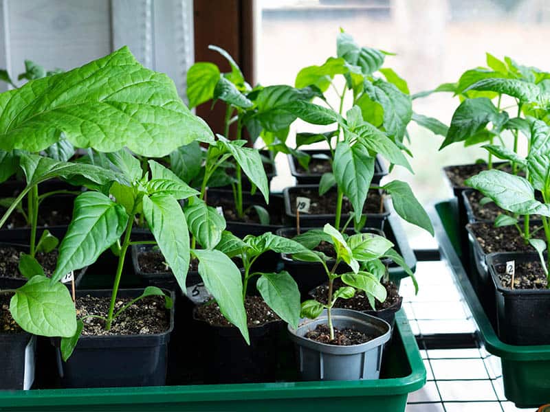 Planting Bell Peppers Seeds