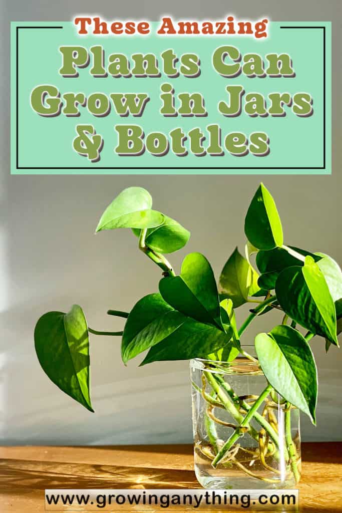 Plants Can Grow In Jars Bottles