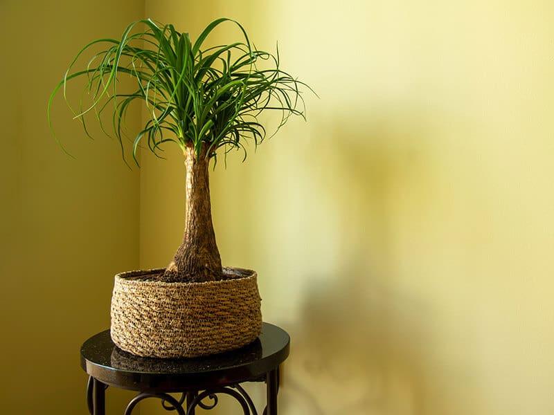 Ponytail Palm Nolina