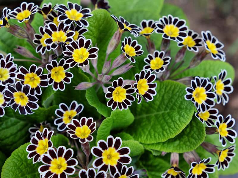 Primula Silver Lace