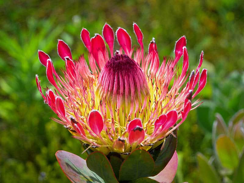 Protea Eximia Broadleaved Sugarbush