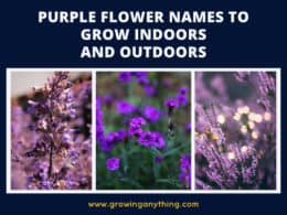 Purple Flower Names