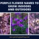 Purple Flower Names