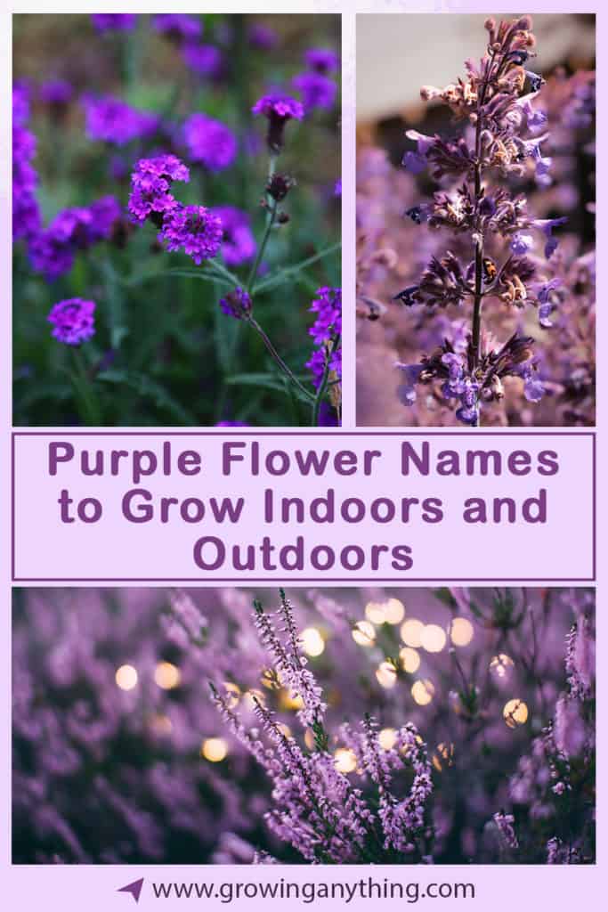 Purple Flower Names