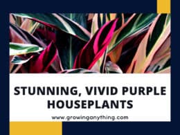 Purple Houseplants