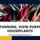 Purple Houseplants