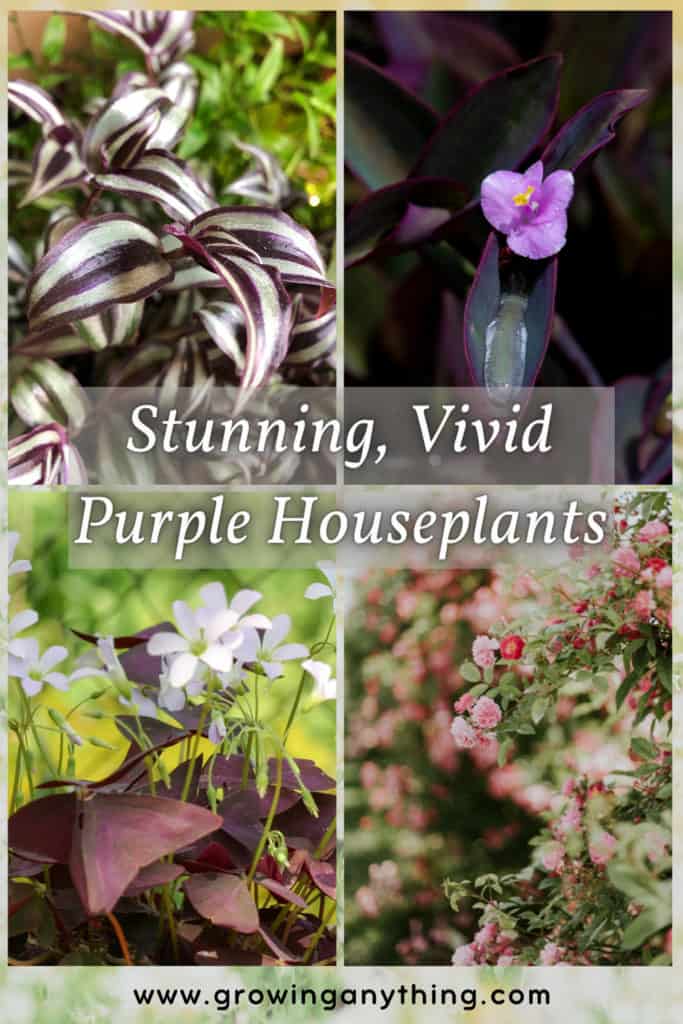 Purple Houseplants