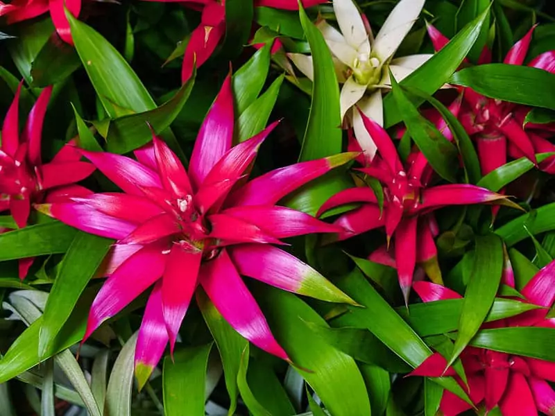 Red Bromeliad Flower