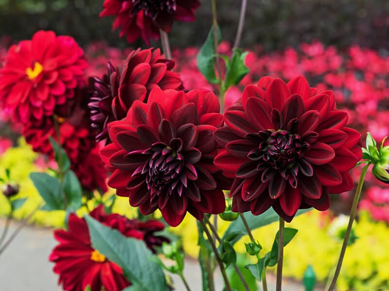 Red Dahlias Arabian