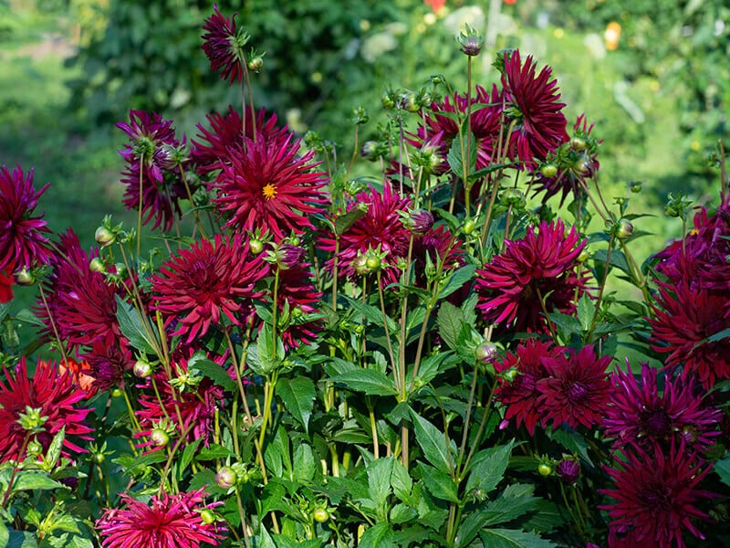 Red Dhalia