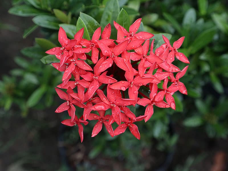 Red Flower Ixora