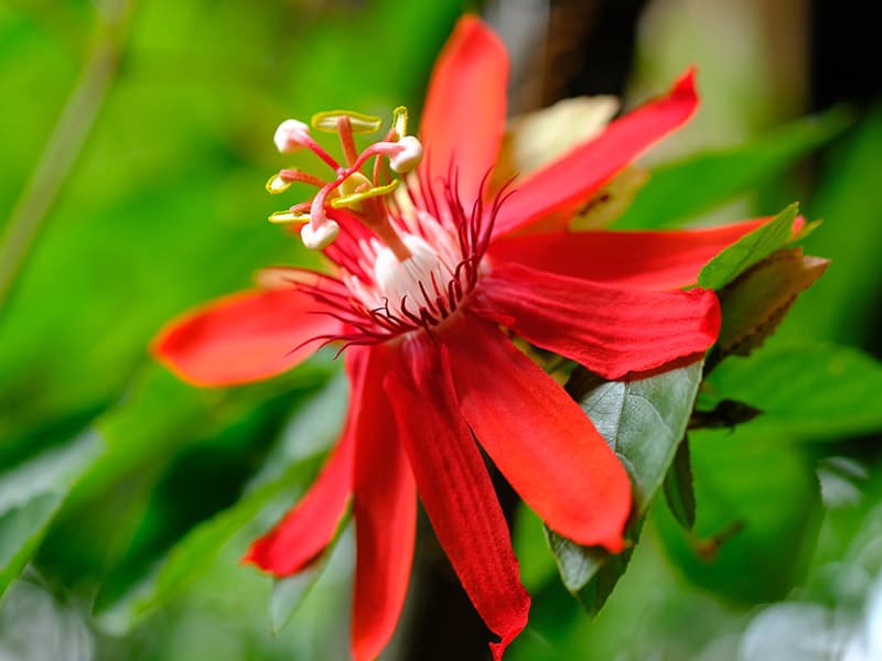 Red Passionflower Vine