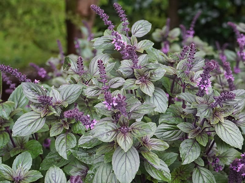 Red Rubin Basil