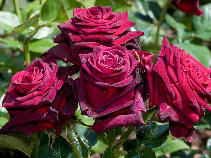  Rose Black Baccara 