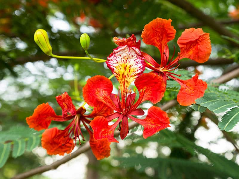 Royal Poinciana