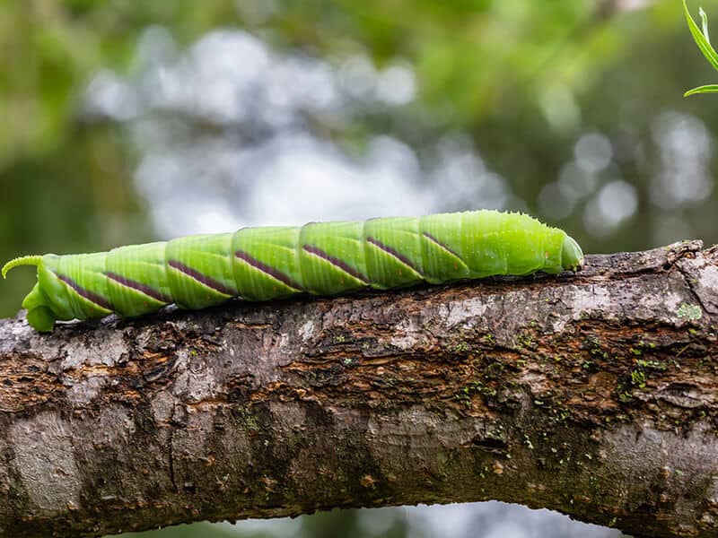 Rustic Sphinx Caterpillar