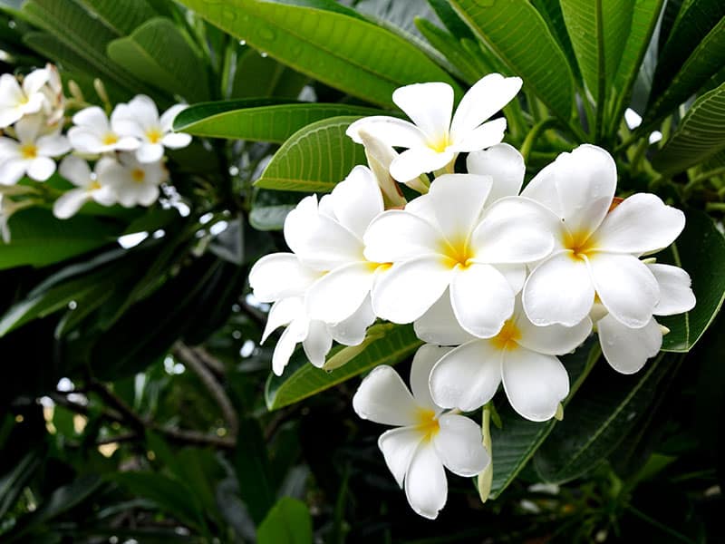 Semboja Plumeria Group Plants