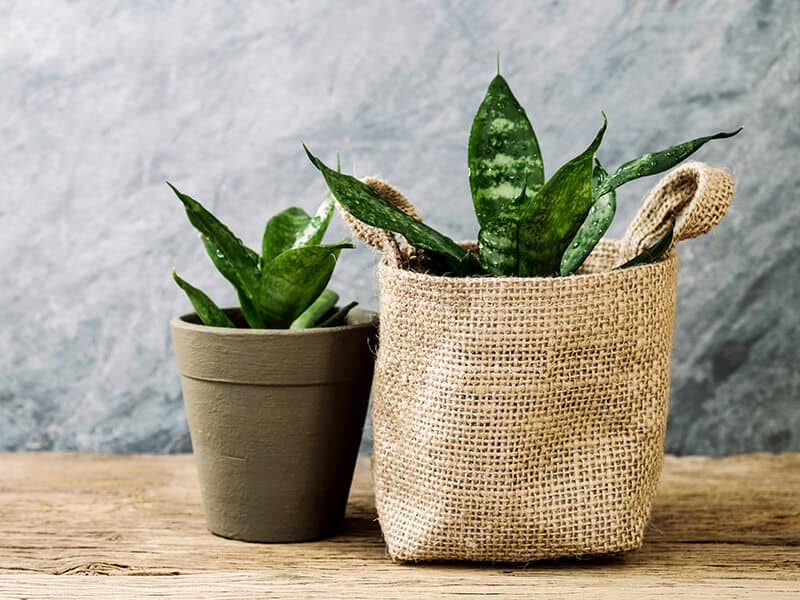 Snake Plant