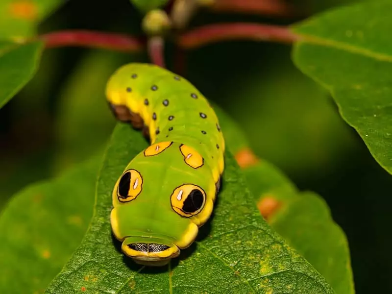 Spicebush Swallowtail Butterfly