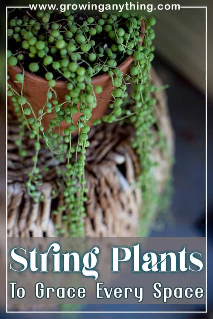 String Plants