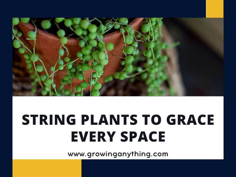 18 String Plants To Grace Every Space
